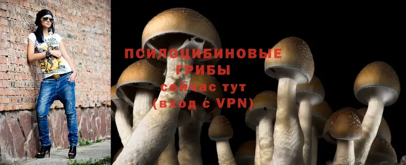 Псилоцибиновые грибы Cubensis  Северск 